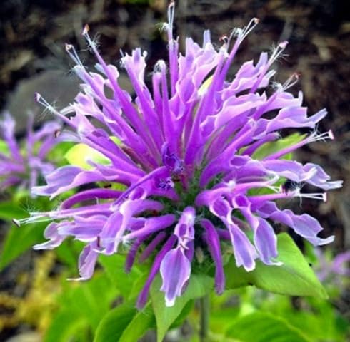 Semillas de flores de Monarda Fistulosa púrpura – Semillas orgánicas de jardín para plantar, de herencia, no transgénicas y de alta germinación