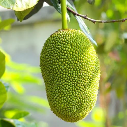 Green Jack Seeds – Heirloom, Non-GMO, High Germination Organic Garden Seeds