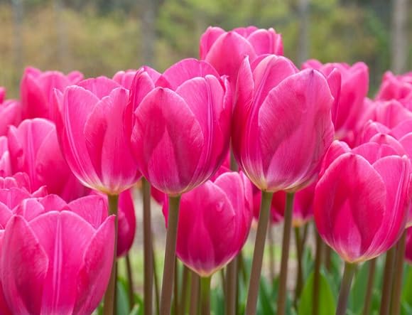 pink tulip flower heirloom non-gmo seeds