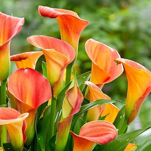 Orange Bonsai Calla Lilly Flower Seeds – Heirloom, Non-GMO, High Germination Seeds