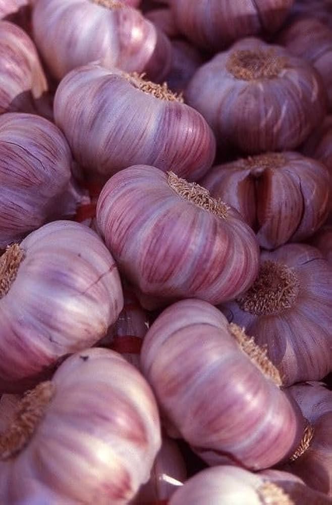 Garlic For herb seeds