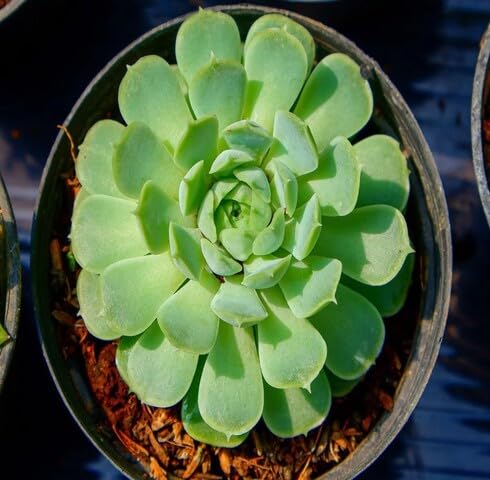 green echeveria flower seeds