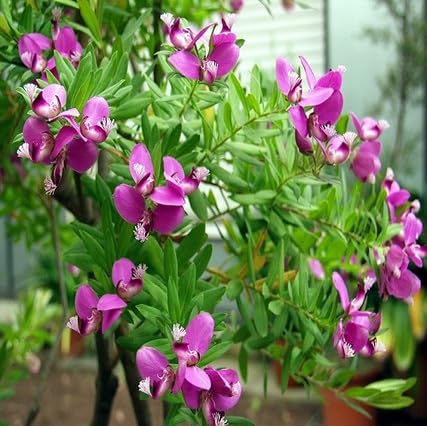 Pink Polygala Flower Seeds – Seeds for Planting, Heirloom, Non-GMO, High Germination Organic Garden Seeds