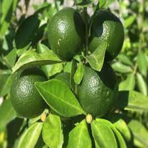 Green Calamansi Seeds – Heirloom, Non-GMO, High Germination Organic Garden Seeds