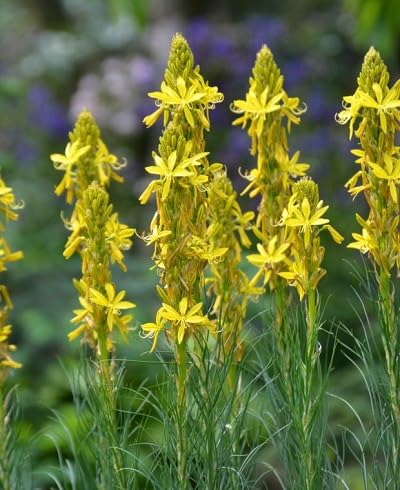 Yellow Asphodeline Flower Seeds for Planting – Heirloom, Non-GMO, High Germination Organic Garden Seeds