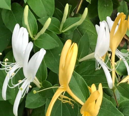 White Yellow Honeysuckle Flower Seeds for Planting | Heirloom Non-GMO Organic