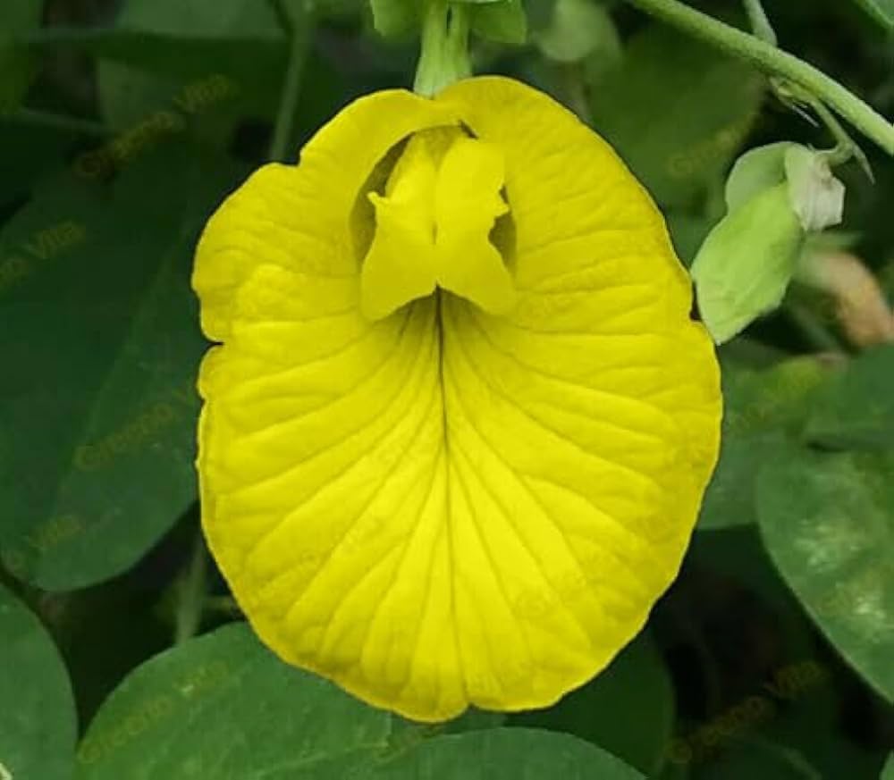 Aparajita Flower Seeds Yellow for Planting – Heirloom Non-GMO High Germination Organic Seeds