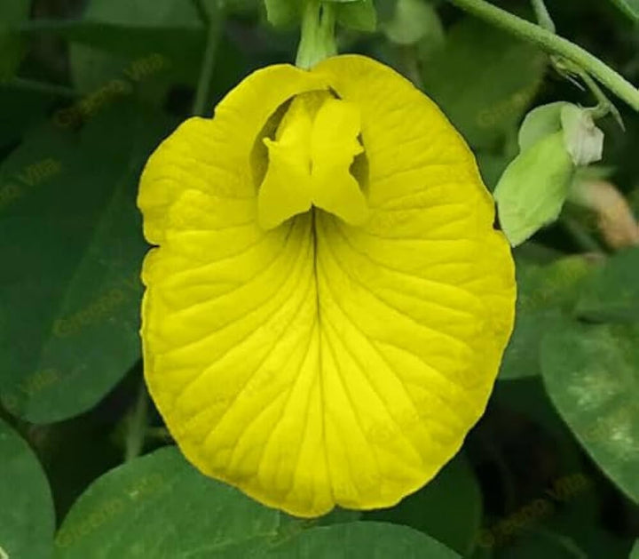 Aparajita Flower Seeds Yellow for Planting – Heirloom Non-GMO High Germination Organic Seeds