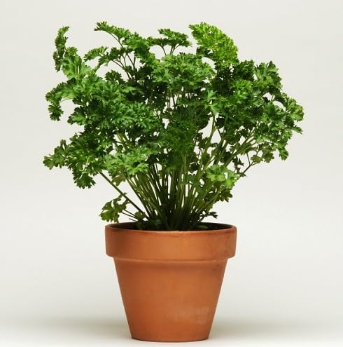 Parsley Plant Seeds Green Heirloom Non-GMO High Germination Organic Garden Seeds for Planting
