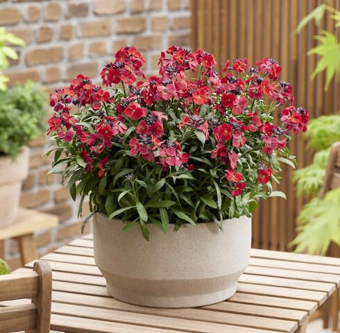 Red Erysimum Flower Seeds for Planting – Heirloom, Non-GMO, High Germination Organic Garden Seeds