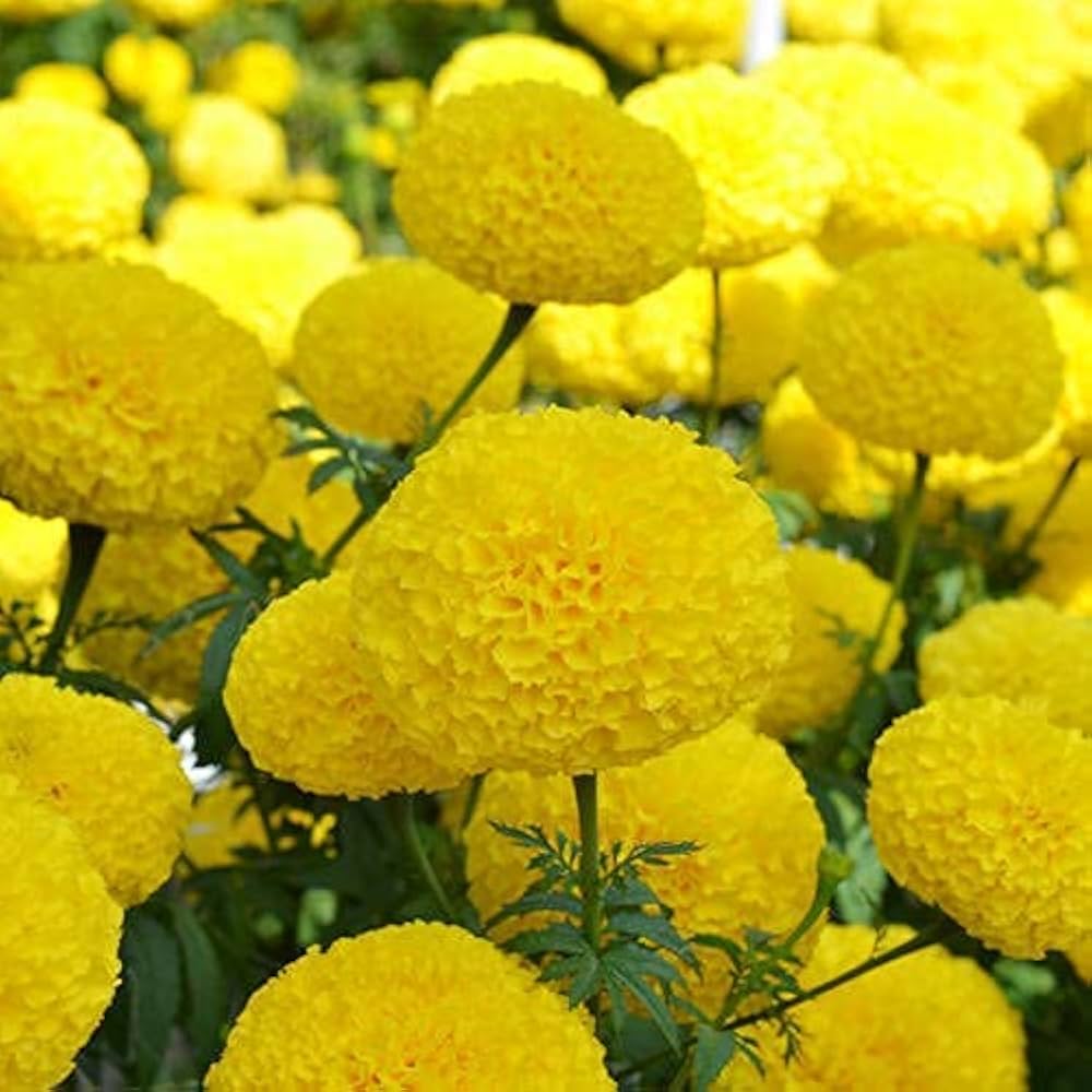 yellow marigold flower seeds