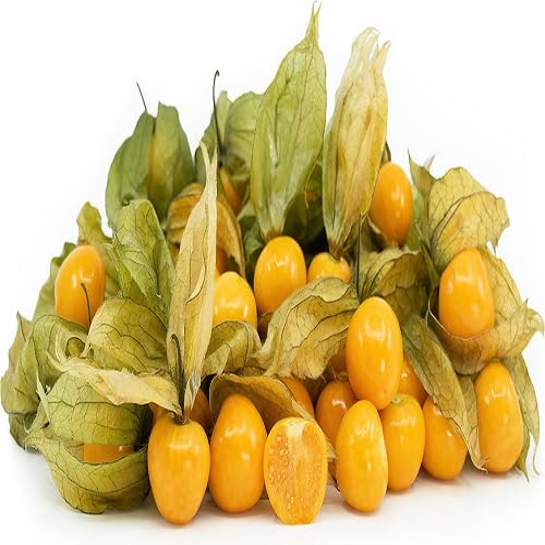 Semillas de Physalis Amarillo Ecológicas Sin OGM de Alta Germinación para Siembra