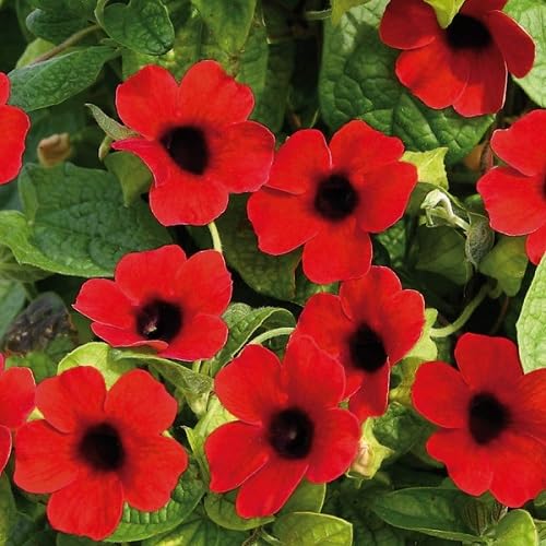 Thunbergia Flower Seeds Red Heirloom Non-GMO High Germination Organic Garden Seeds for Planting