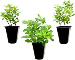 azalea flower flower seeds