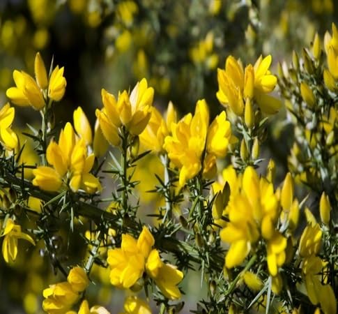 Ulex Flower Seeds for Planting – Heirloom, Non-GMO, High Germination
