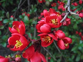 redchaenomelesjaponicaheirloomnongmo flower seeds