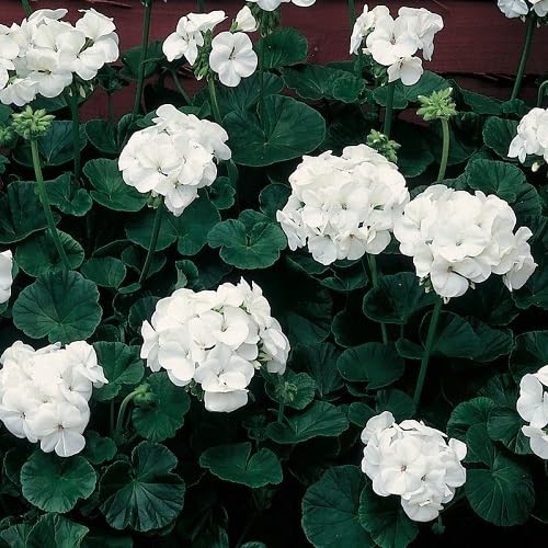 White Geranium Macrorrhizum Flowers Seed Heirloom Non-GMO High Germination Organic Garden Seeds for Planting