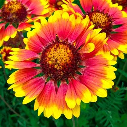 redyellowgaillardiaflowerheirloomnongmo flower seeds