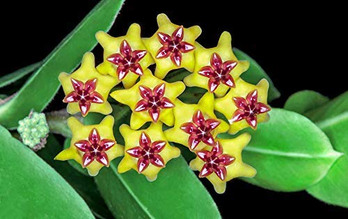 Semillas de flor Hoya Carnosa Roja Amarilla – Semillas Cimarrón No OGM de Alta Germinación