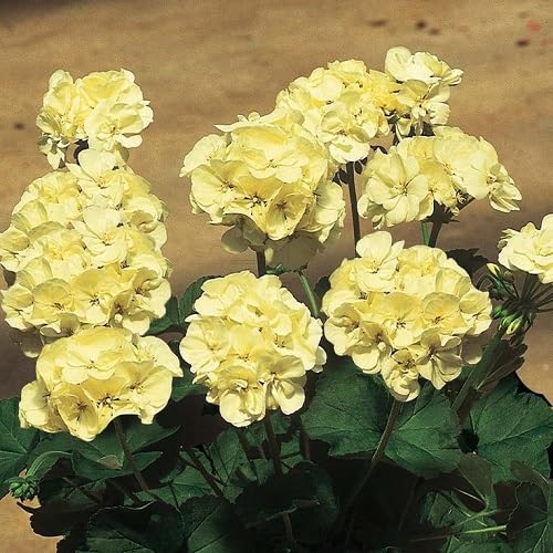 Yellow Ivy Geranium Flower Seeds – Heirloom Non-GMO High Germination Seeds