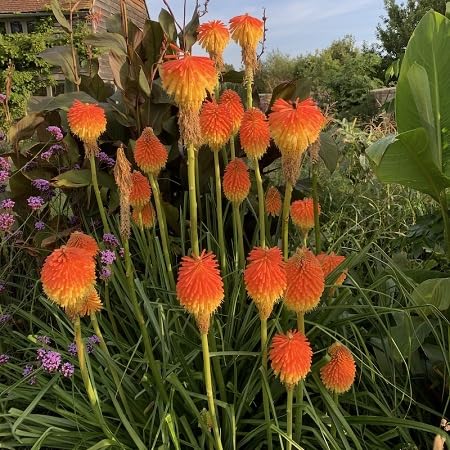 Kniphofia Uvaria Flower Seeds – Heirloom, Non-GMO, High Germination Organic Garden Seeds for Planting