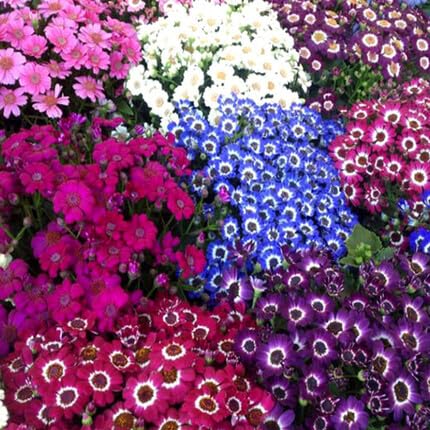 Cineraria Flower Seeds Mixed – Heirloom, Non-GMO, High Germination Organic Garden Seeds for Planting
