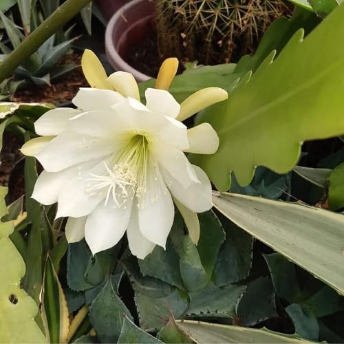 Epiphyllum Flower Seeds White Heirloom Non-GMO High Germination Seeds