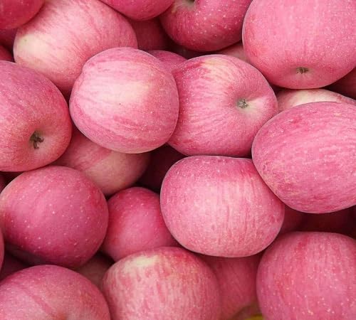 Rosa Apfelsamen – Alte Sorte, gentechnikfrei, hohe Keimfähigkeit, Bio-Gartensamen