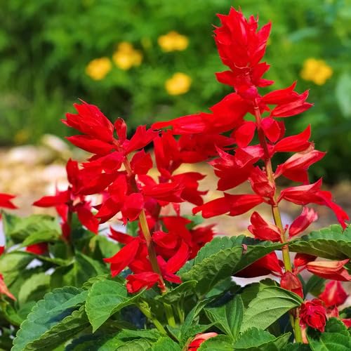 Red Sage Flower Seeds Heirloom Non-GMO High Germination Organic Garden Seeds for Planting