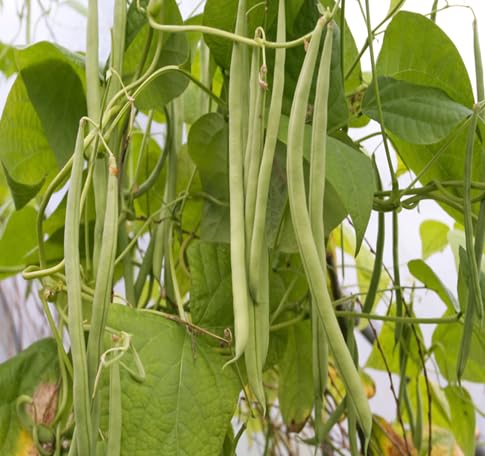 Bean Seeds – Heirloom, Non-GMO, High Germination Organic Garden Seeds Planting