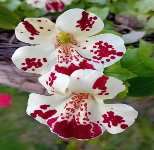 White Red Mimulus Tigrinus Flower Seeds – Heirloom, Non-GMO, High Germination Organic Garden Seeds for Planting