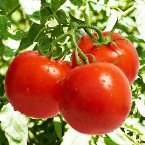 Tomato Seeds – Heirloom, Non-GMO, High Germination Organic Garden Seeds Planting