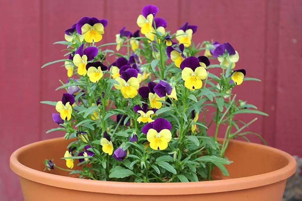 johnny jump flower seeds