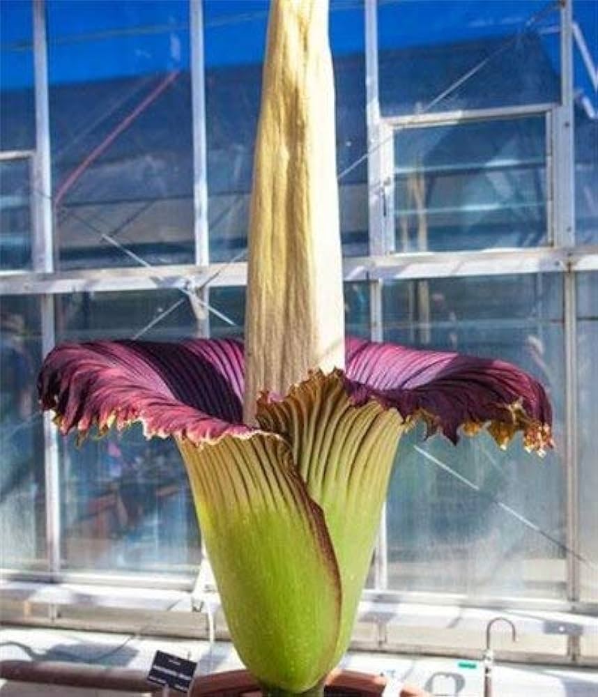 Corpse Amorphophallus Flower Seeds for Planting – Heirloom Non-GMO High Germination