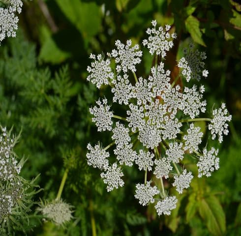 White Selinum Flower Seeds Heirloom Non-GMO High Germination Organic Garden Seeds for Planting