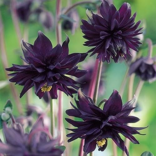 black aquilegia flower seeds