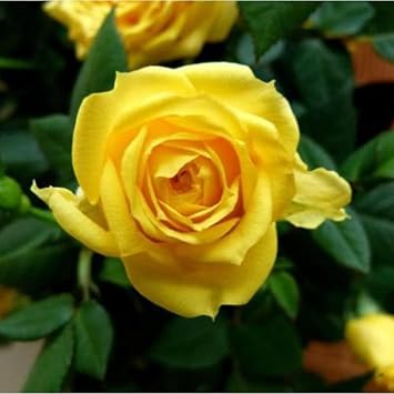 miniatureroseflowerheirloomnongmo flower seeds