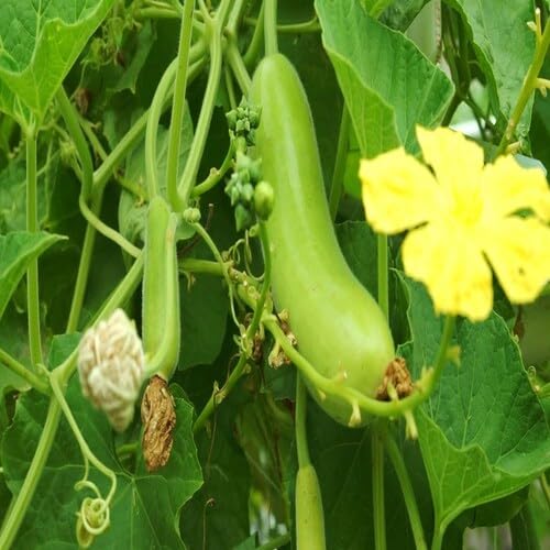 Grüne Flaschenkürbis Samen – Alte Sorte, gentechnikfrei, hohe Keimrate Bio-Gartensamen zum Pflanzen