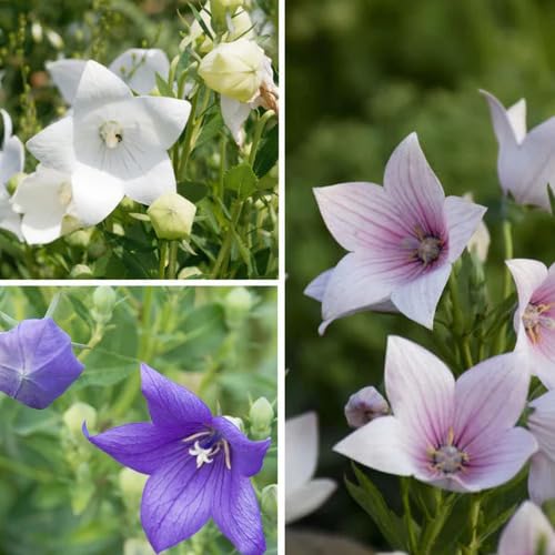 Mixed Platycodon Grandiflorum Flower Seeds – Heirloom, Non-GMO, High Germination Organic Garden Seeds