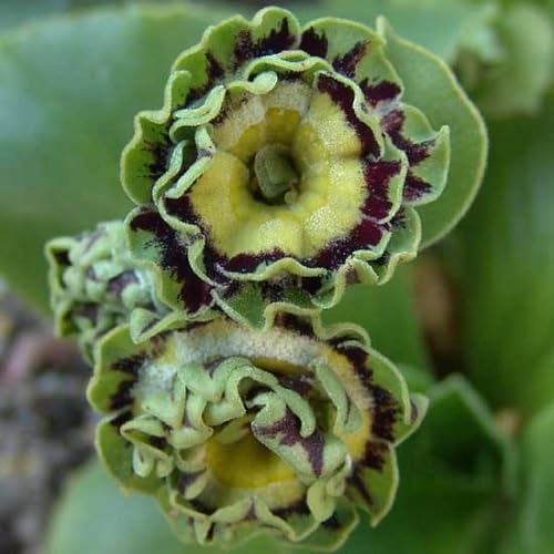 Primula Auricula Blumensamen – Alte Sorte, gentechnikfrei, keimstarke Bio-Gartensamen zum Pflanzen