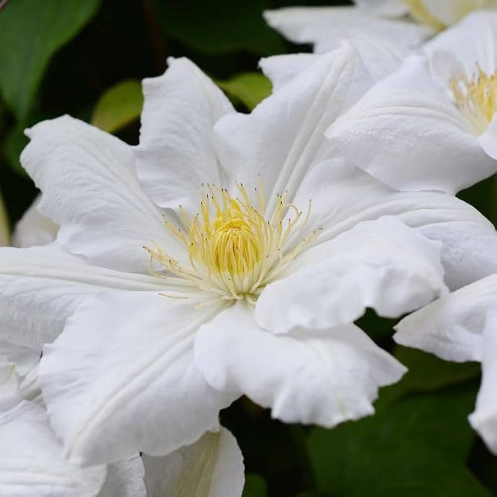 white clematis flower seeds