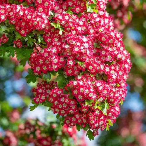 Pink Hawthorn Flower Seeds – Heirloom, Non-GMO High Germination Seeds for Planting | Organic Garden Seeds