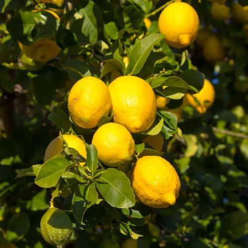 Yellow Lemon Seeds – Heirloom, Non-GMO, High Germination Organic Garden Seeds