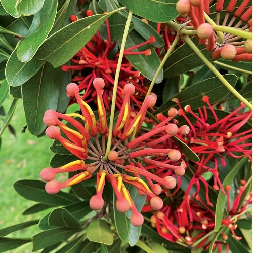 Red Stenocarpus Sinuatus Flower Seeds Heirloom Non-GMO High Germination Organic Garden Seeds for Planting