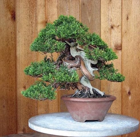green juniper flower seeds