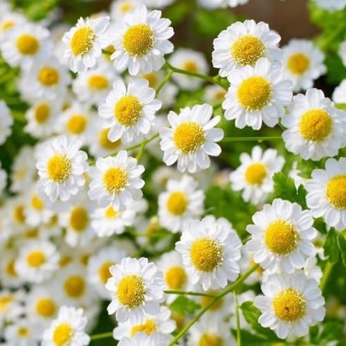 Semillas de manzanilla blanca – Semillas tradicionales sin OMG de alta germinación para plantar