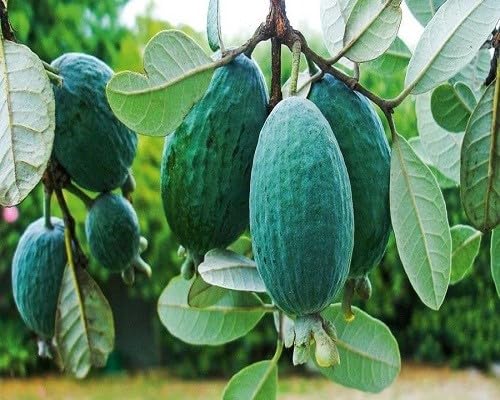 Green Feijoa Seeds – Heirloom, Non-GMO, High Germination Organic Garden Seeds