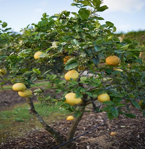 Lemon Tree Seeds – Heirloom, Non-GMO, High Germination Organic Garden Seeds