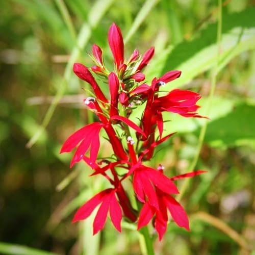 Red Lobelia Flower Seeds for Planting – Heirloom, Non-GMO, High Germination Organic Garden Seeds