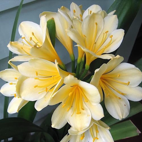Yellow Clivia Flower Seeds – Heirloom, Non-GMO, High Germination Organic Garden Seeds